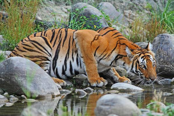Chitwan National Park