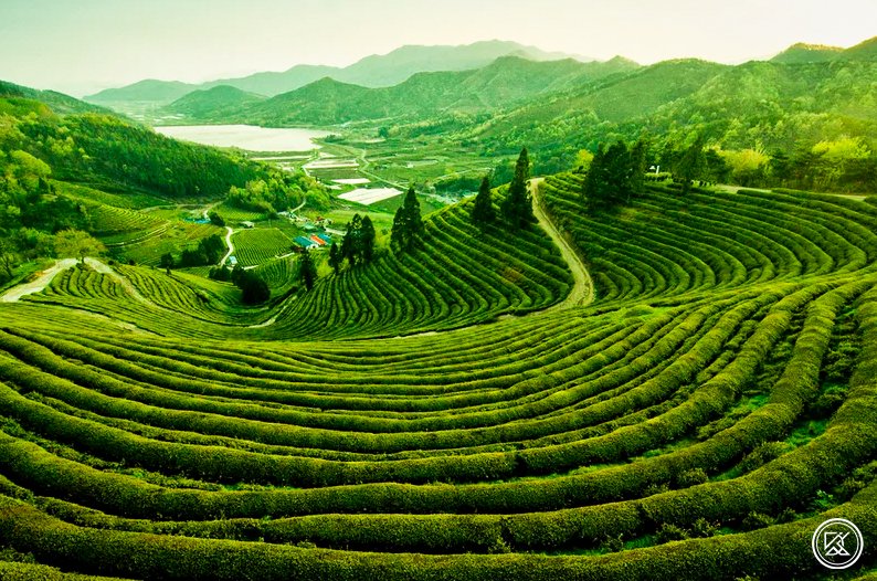 Srimangal Tea Gardens