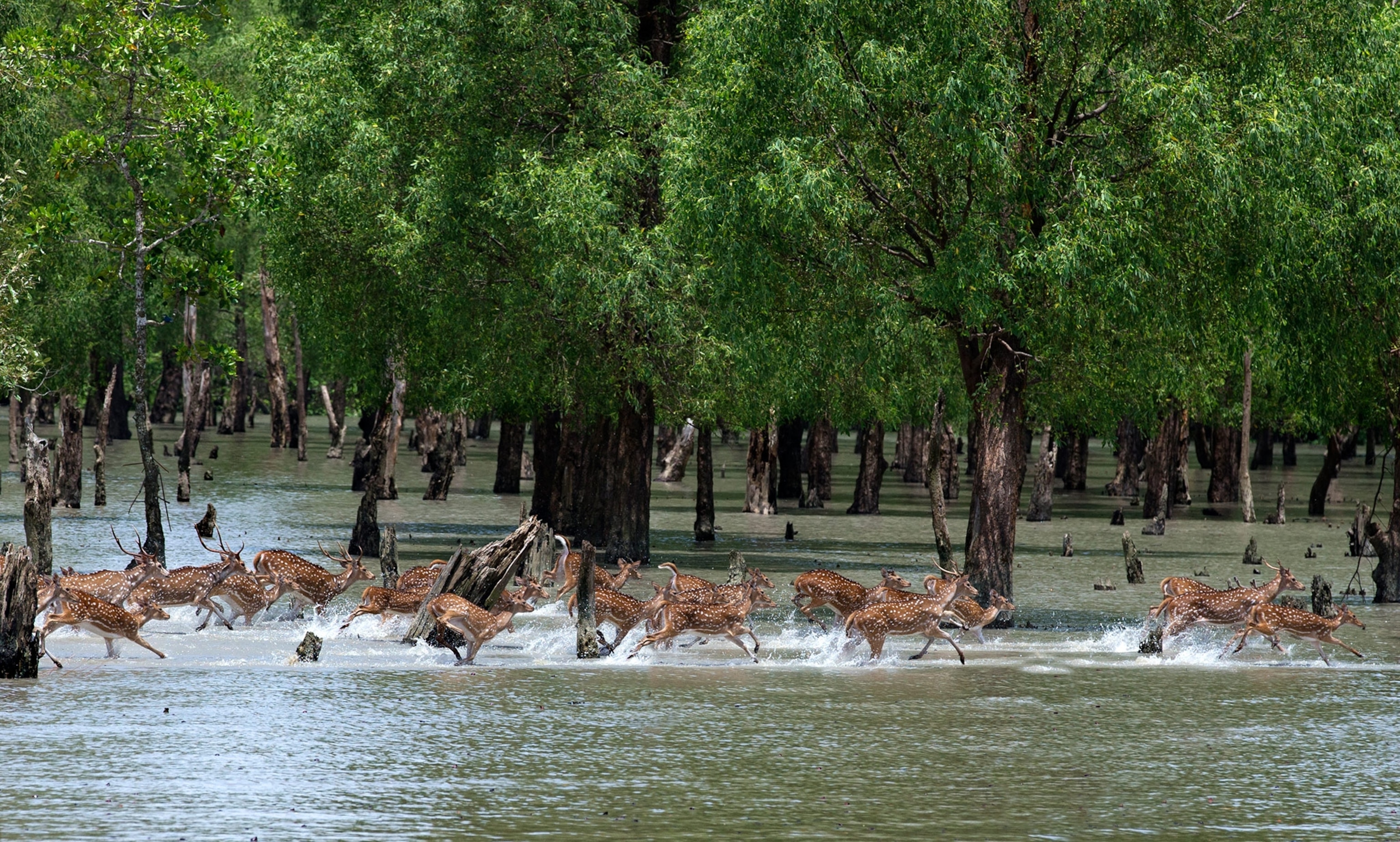 Sundarbans Mangrove Forest