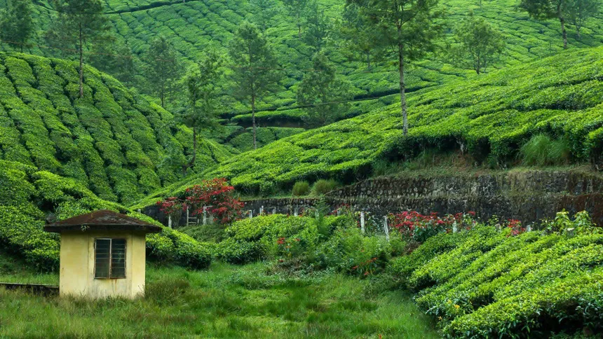 Tea Farming in Illam Nepal